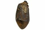 Fossil Hadrosaur (Edmontosaurus) Tooth - Montana #340924-1